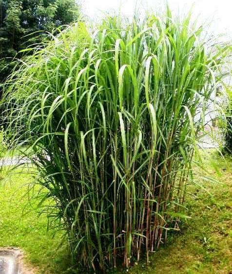 MISCANTHUS GIGANTEUS ♥ OZDOBNICE OBROVSKÁ - 8