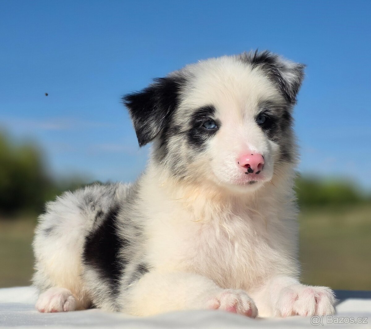 Border kolie Collie/ kólia - 8