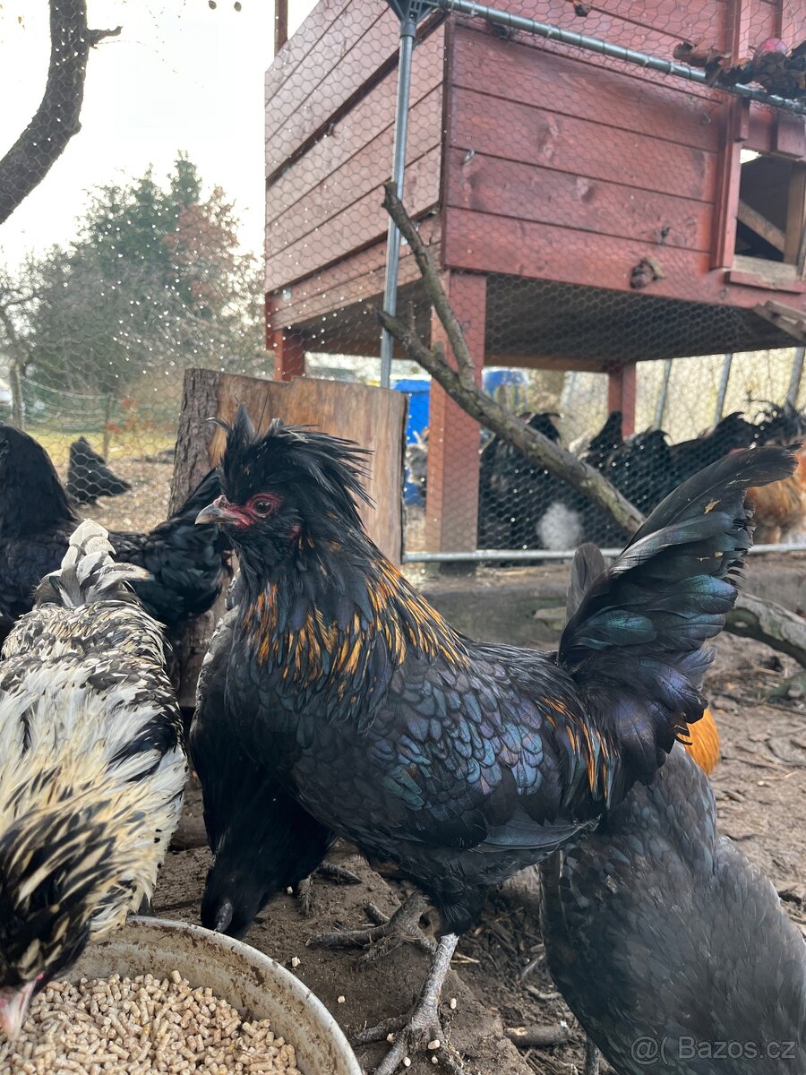 Paduanka- kohouti - 8
