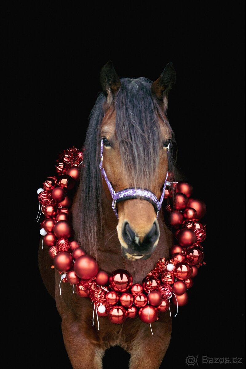 Docházka ,výuka ,pronájem - 8