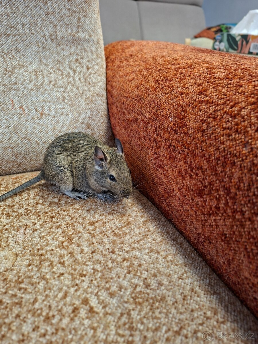 Osmák degu - 8