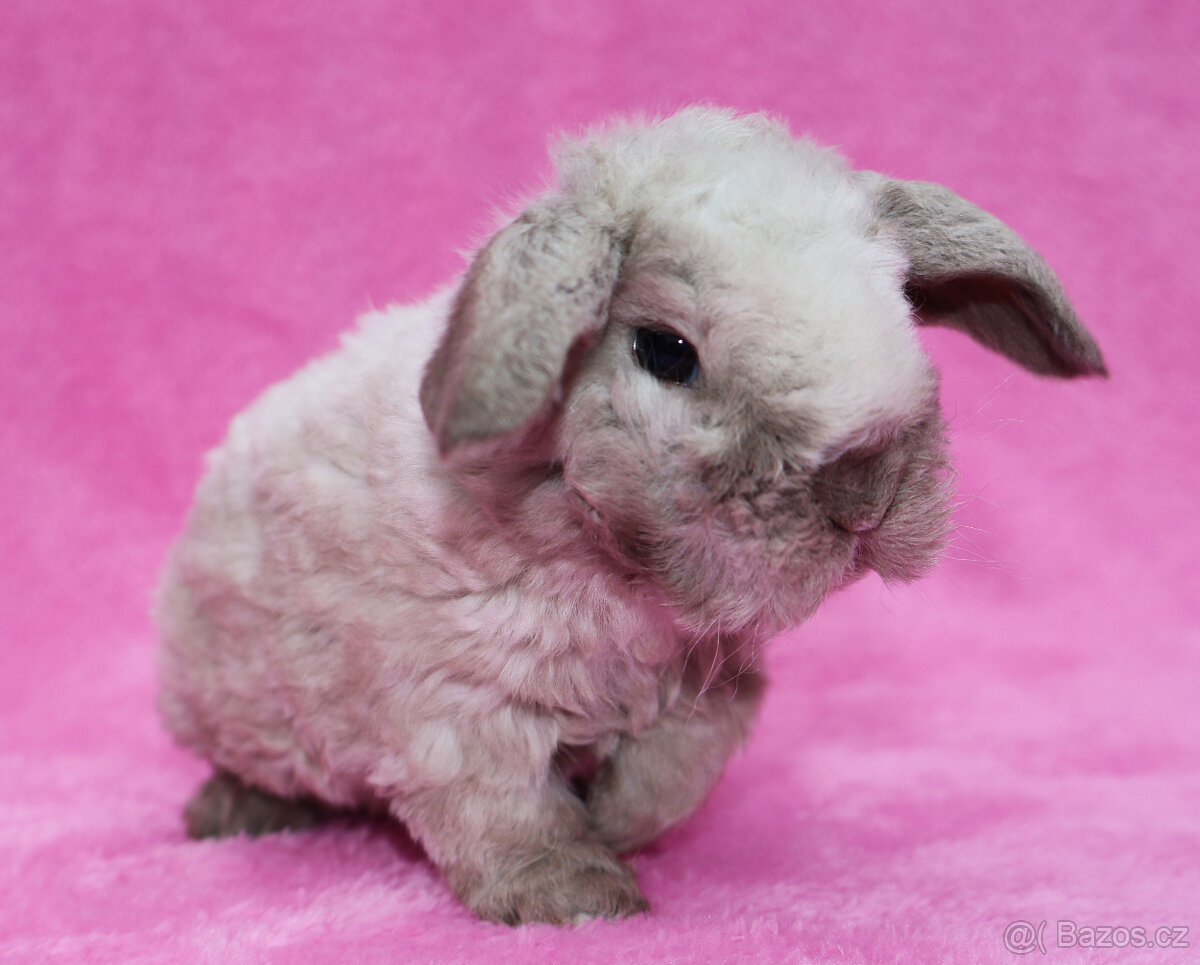 Zakrslý rex beránek s VP . Malinký sameček . - 8