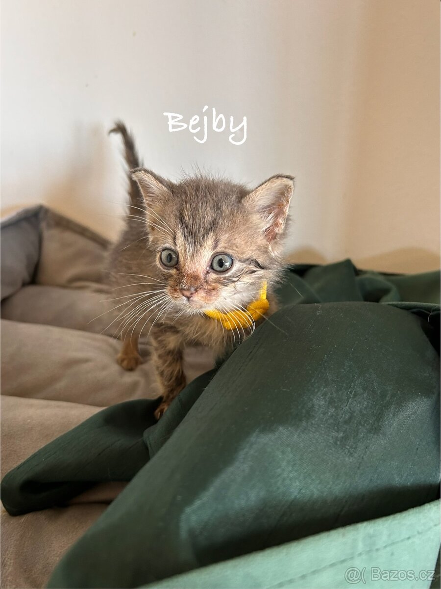 Darujeme koťátka - 8