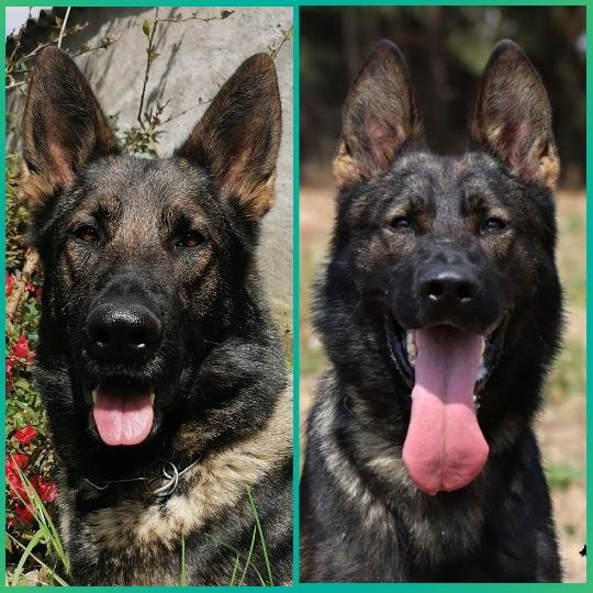 Prodám štěně německého ovčáka s PP - 8