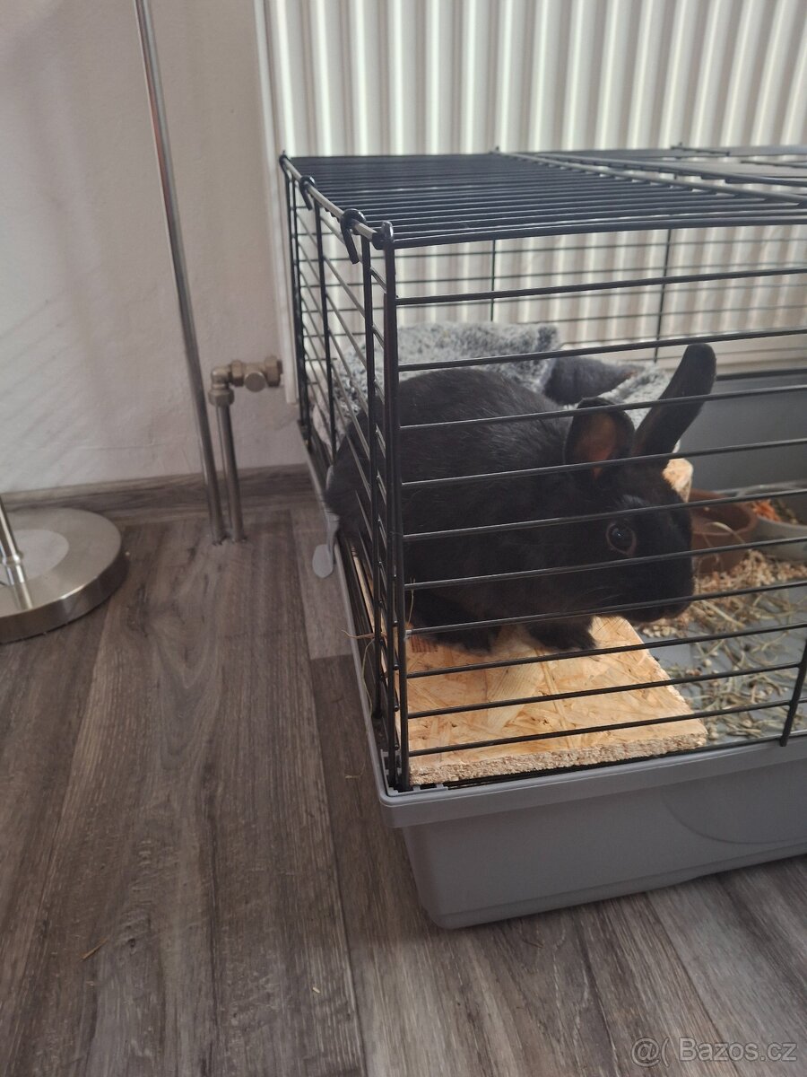 Zakrslý králíček daruji - 8