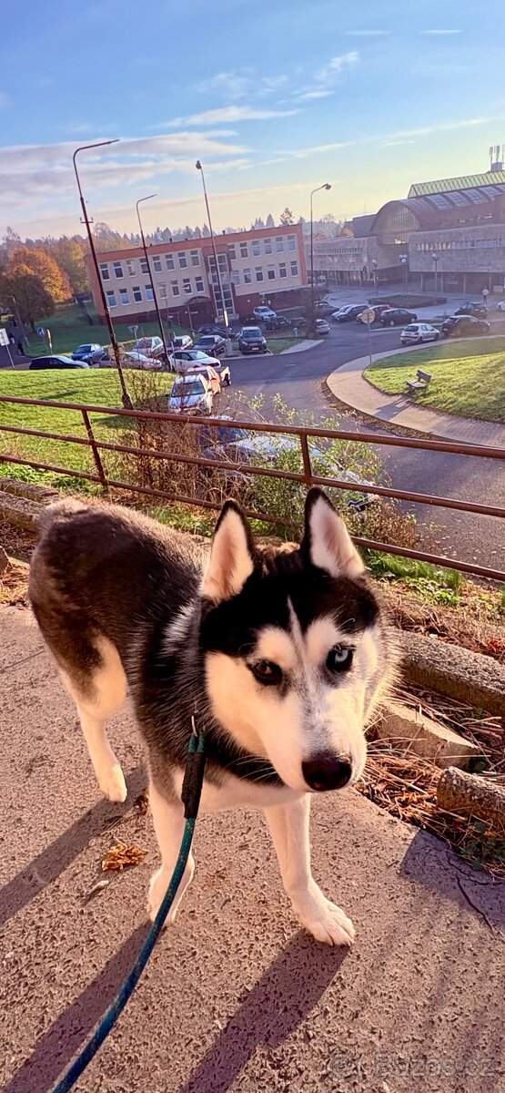 Štěně. Husky s PP 7měsíců 🥲 - 8