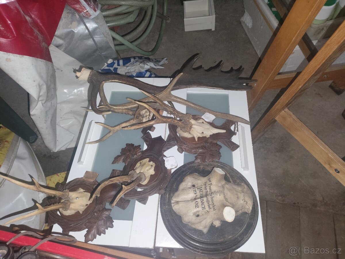 Paroží a trofeje - 8