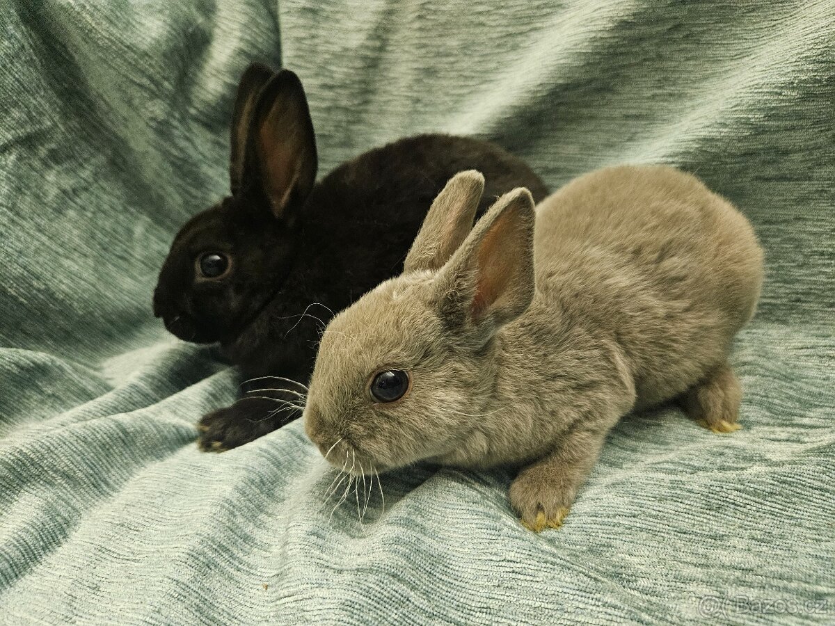 Zakrslý králíček - 8