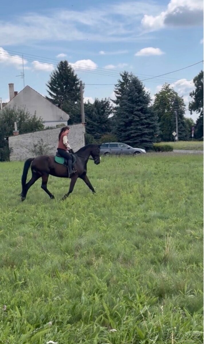 Prodám 8 mi letou kobylu - 8