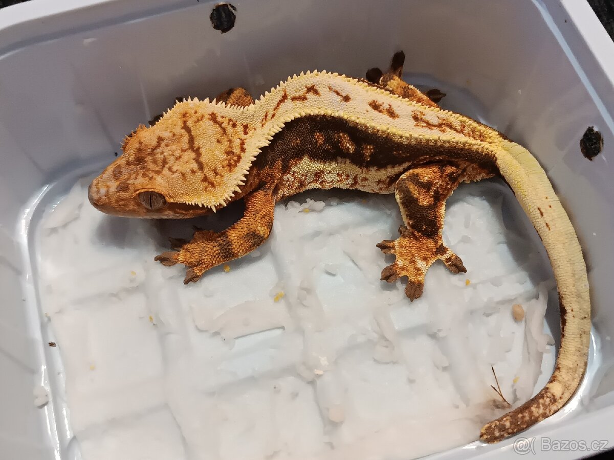 Pagekon řasnatý 2/3 - 8