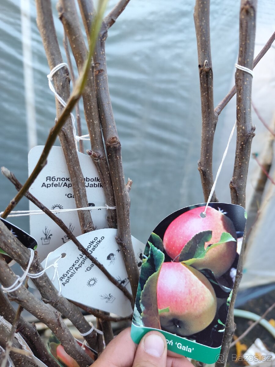 Ovocné stromky a keře - 8