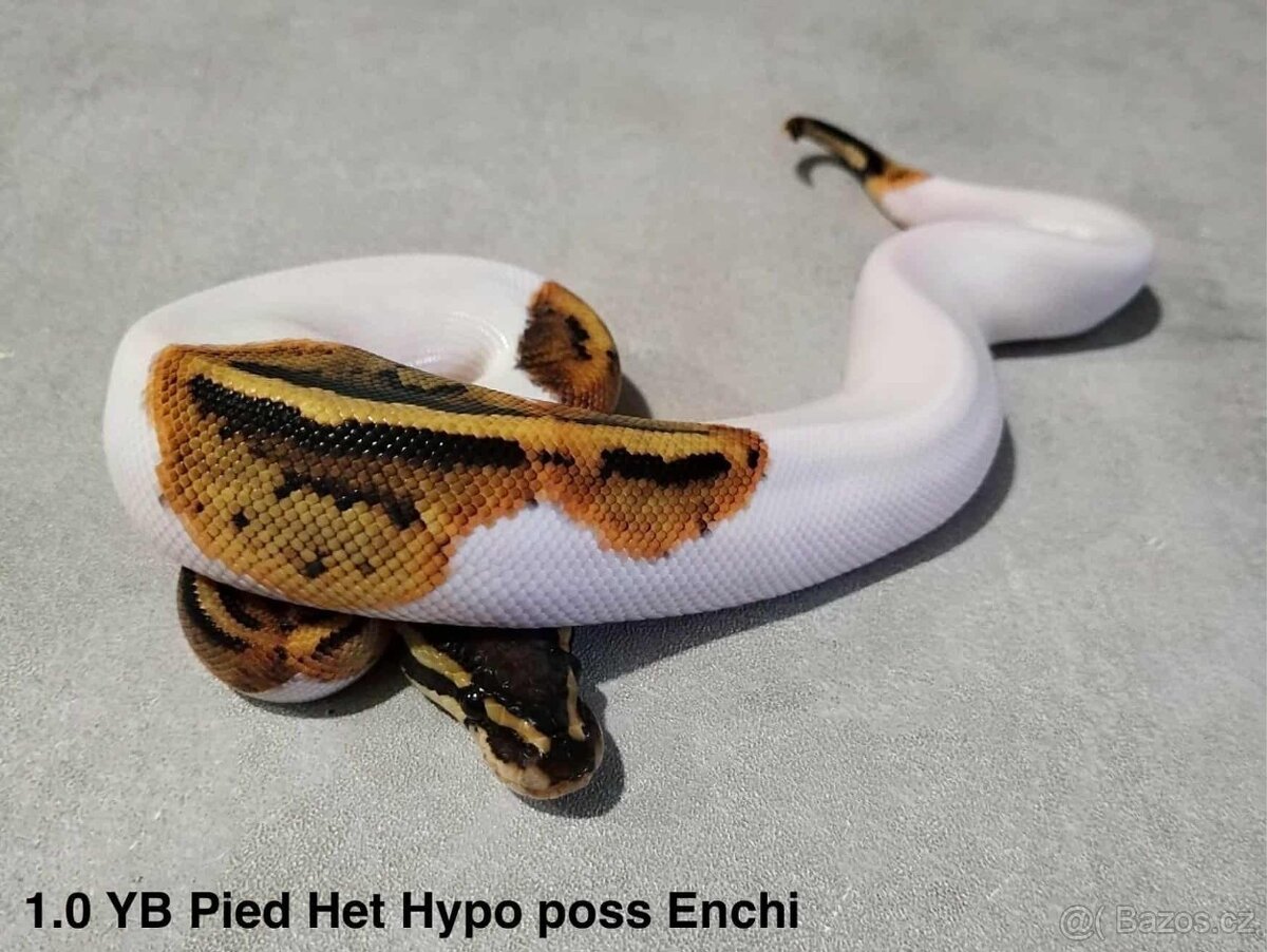 Krajta královská - 8