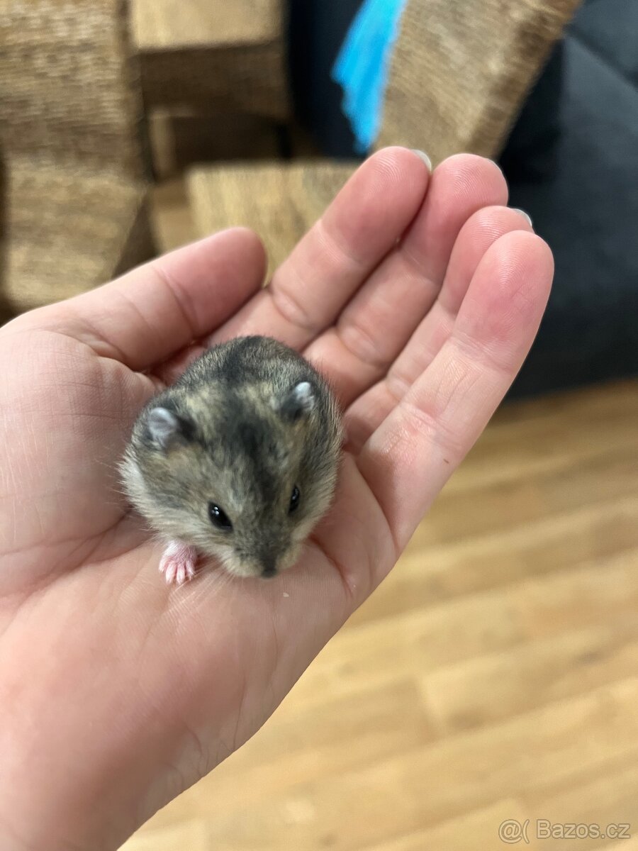 Křečík džungarský - 8