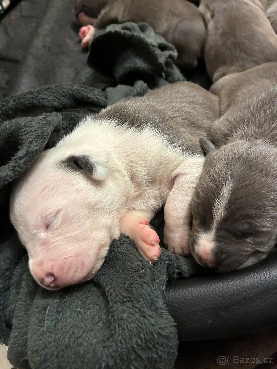 Americký stafordšírský teriér – štěňátka k odběru - 8