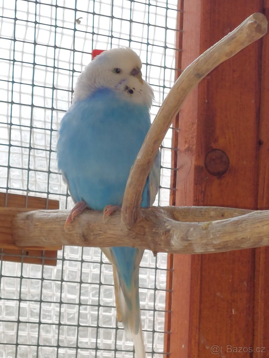 Andulka vlnkovaná - 8