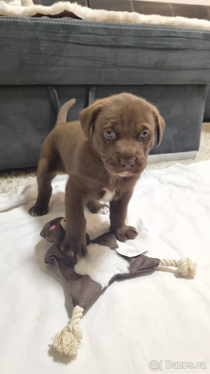 Výmarský ohař x Sibiřský husky - 8