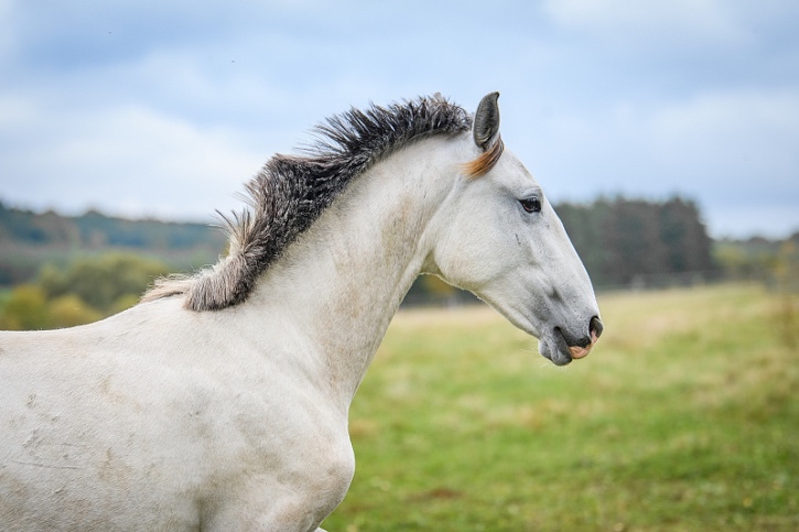 Perspektivní Lusitano klisna - 8