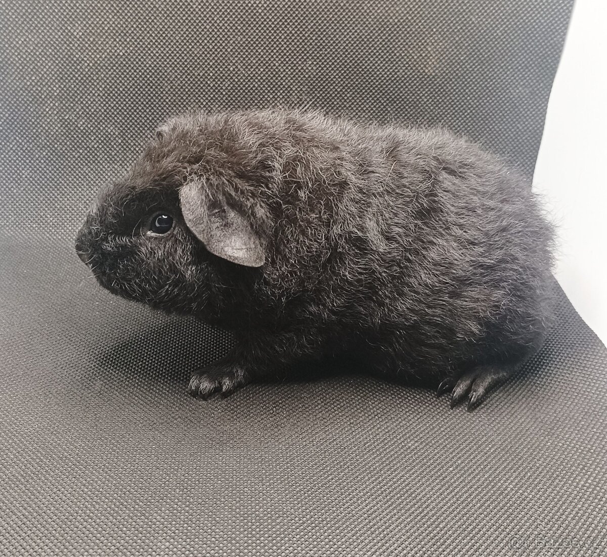 Morče, morčátko - 8