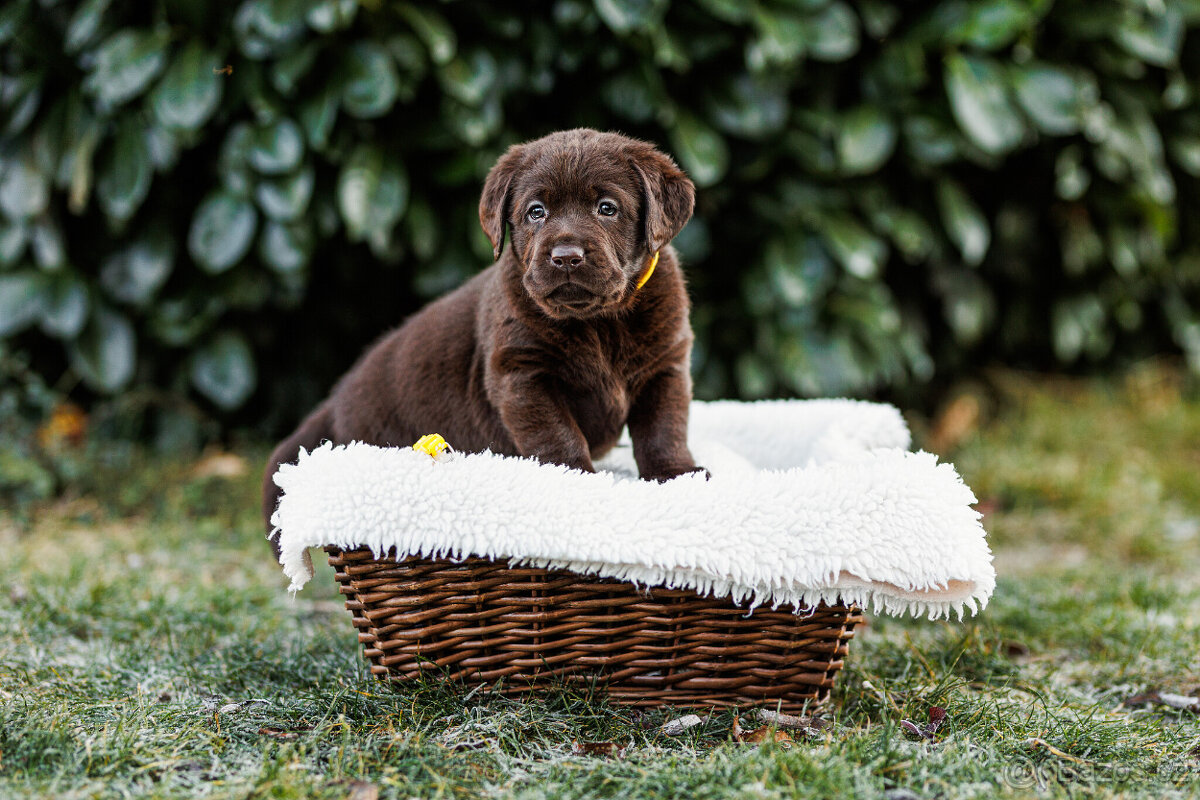 Labrador štěňě s PP - 8
