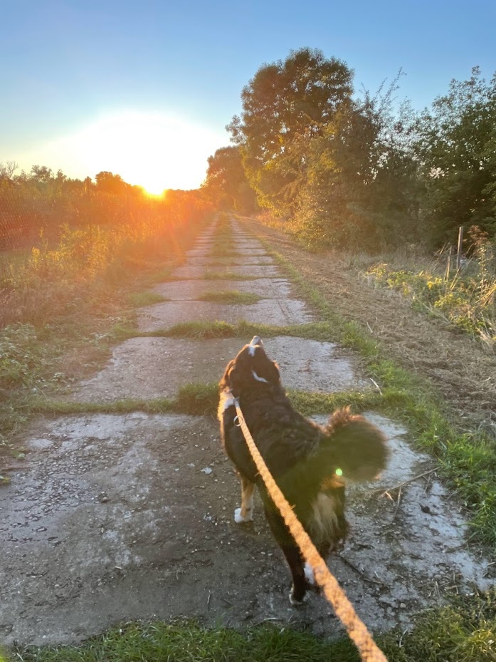 Hiro - Bernský salašnický × australský ovčák - DARUJI - 8