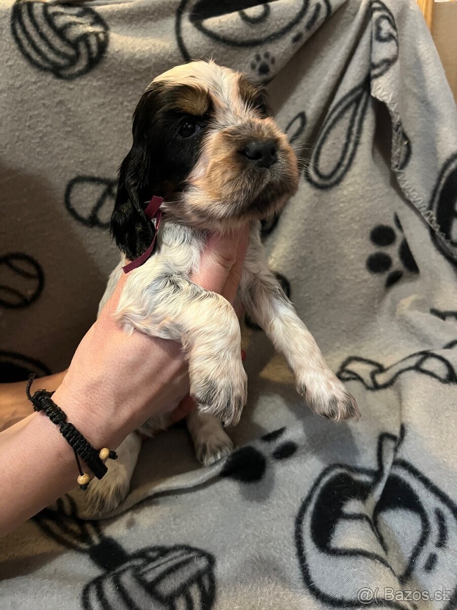 Anglicky kokršpaněl - 8