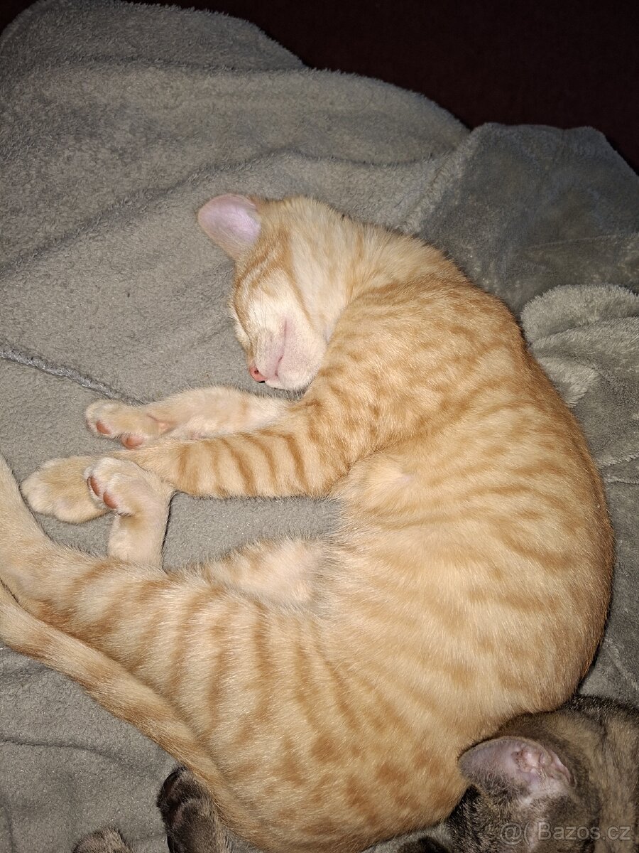 Daruju dva kocouři - 8