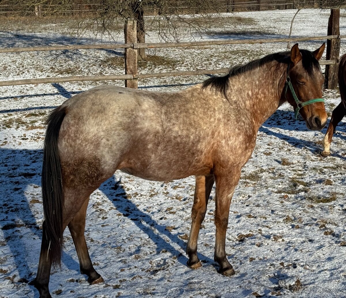Prodám mladou klisnu zajímavé barvy - 8