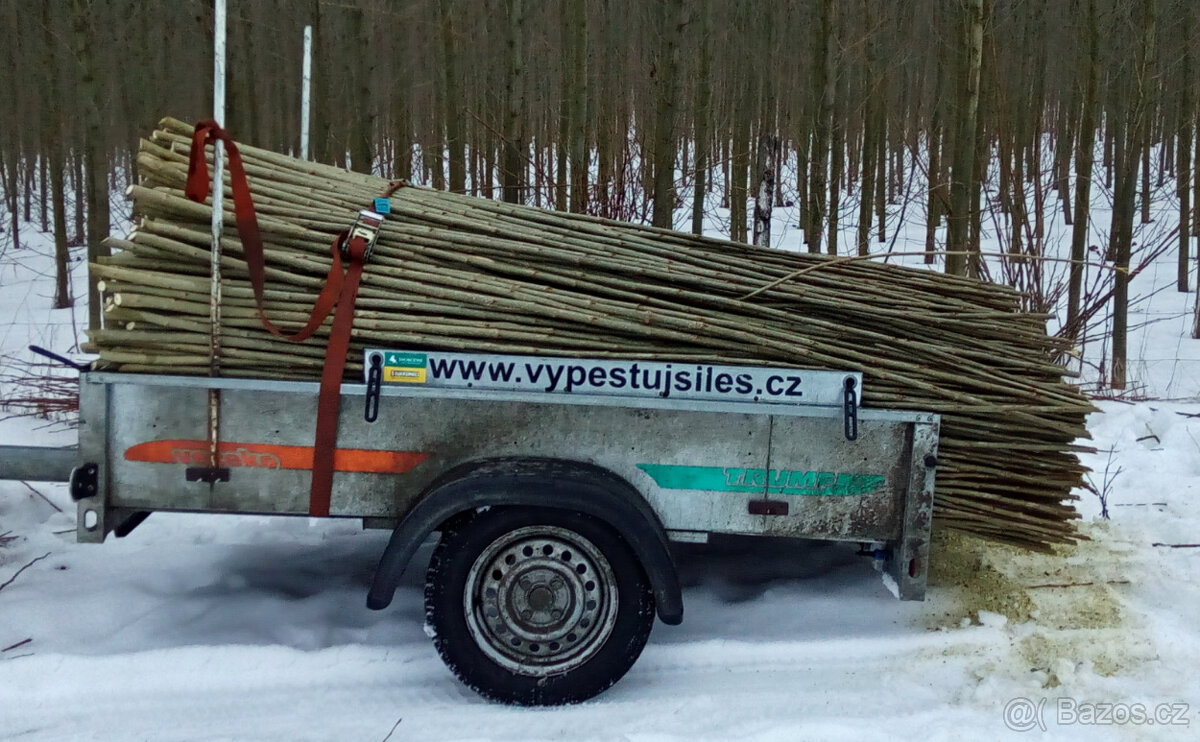 Japonský topol - sadba - 8