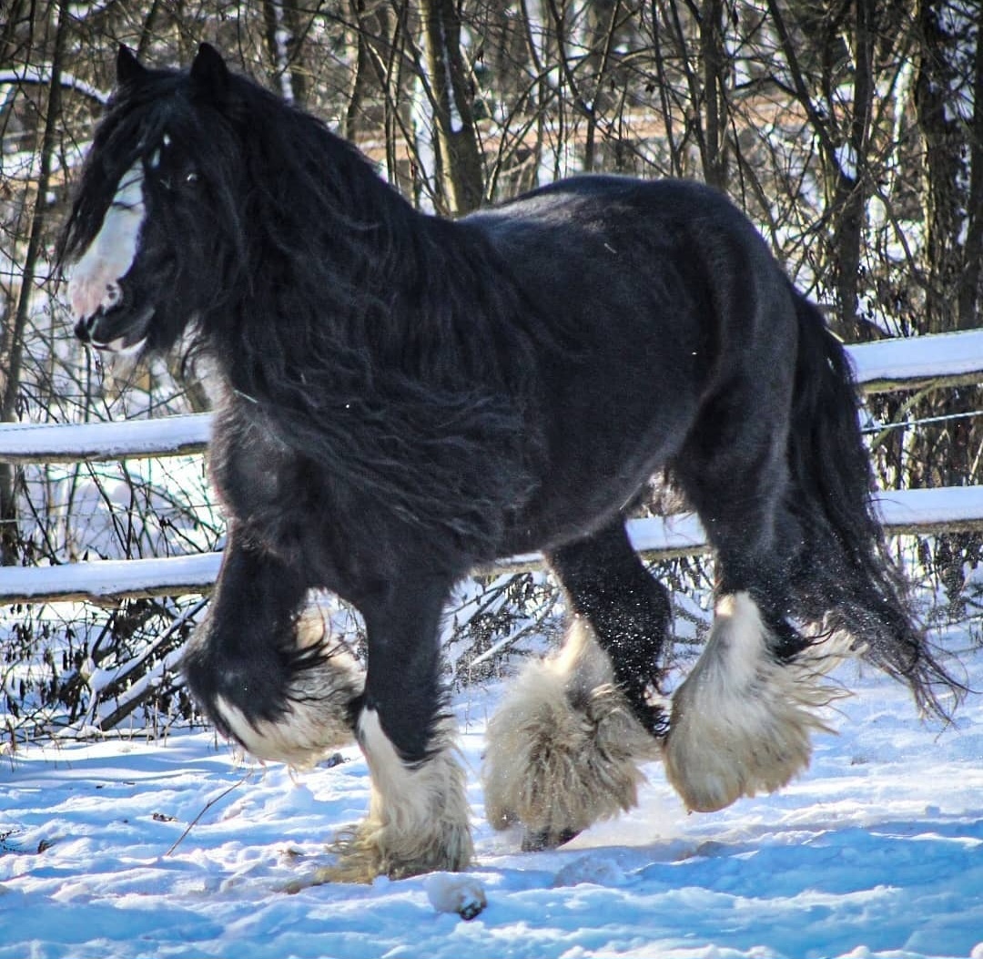 Valach Irský cob - 8