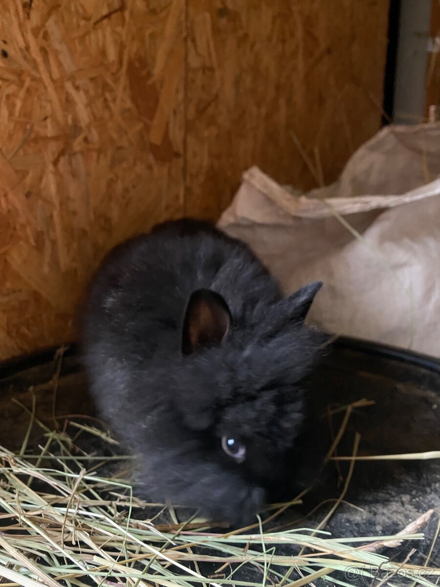 Králíci- zakrslý - 8