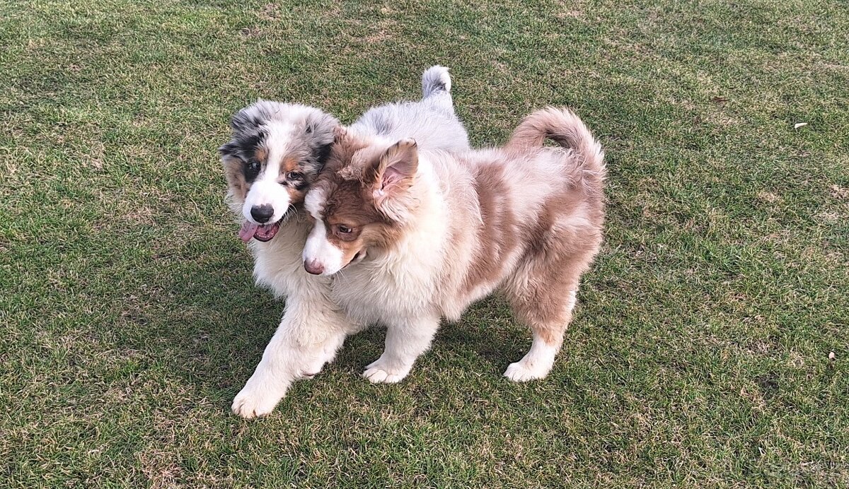 Australský ovčák s PP - 8