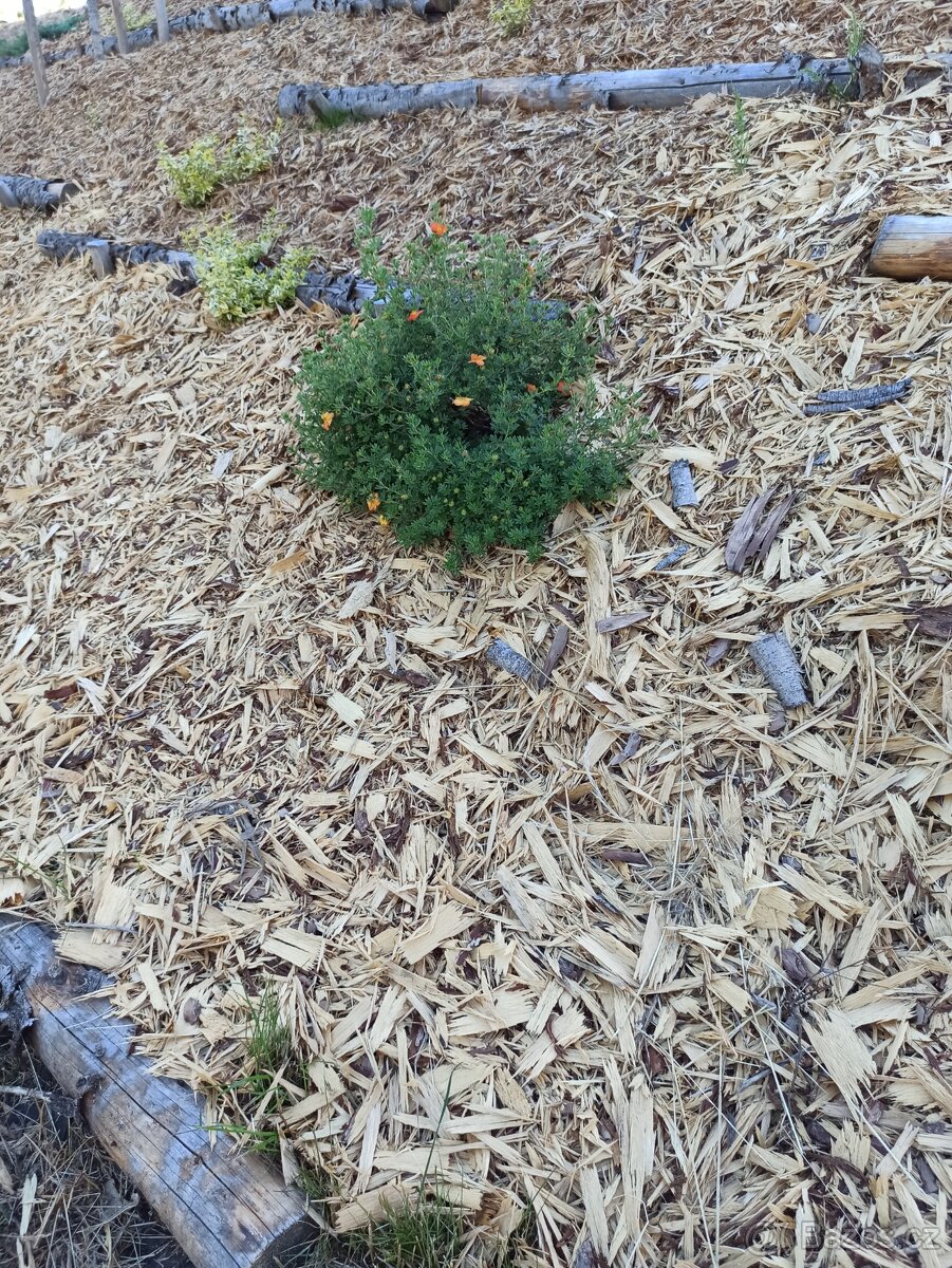 Mulčovací kůra, štěpky, frézované štěpky - 8