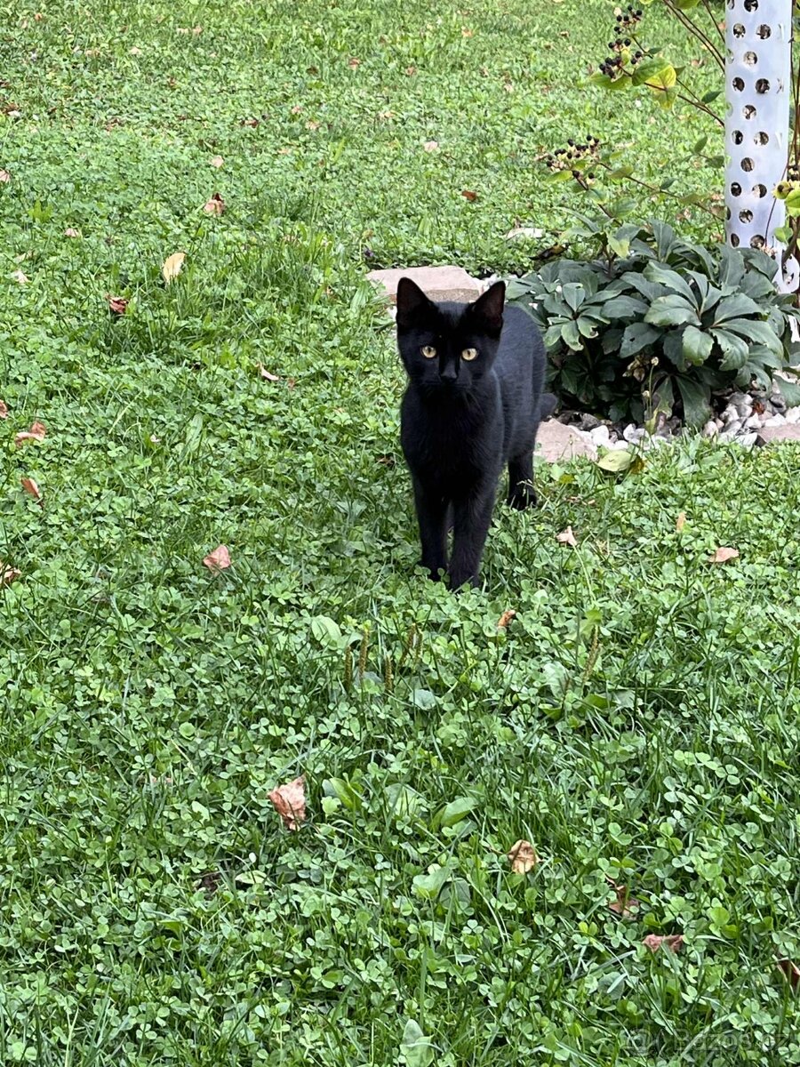 Daruji kocourka a kočičku dorostence - 8