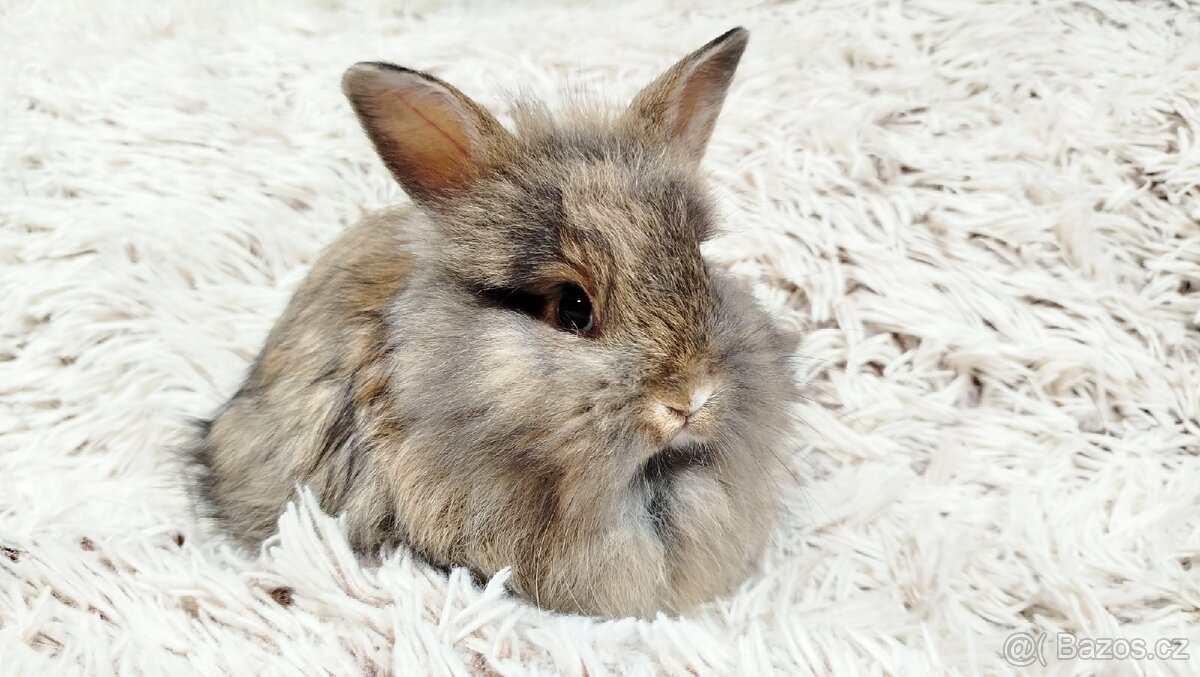 Zakrslý králík, králíček - HARRY - 8