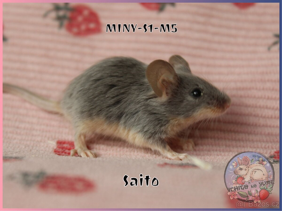 Barevné / fancy myšky - 8