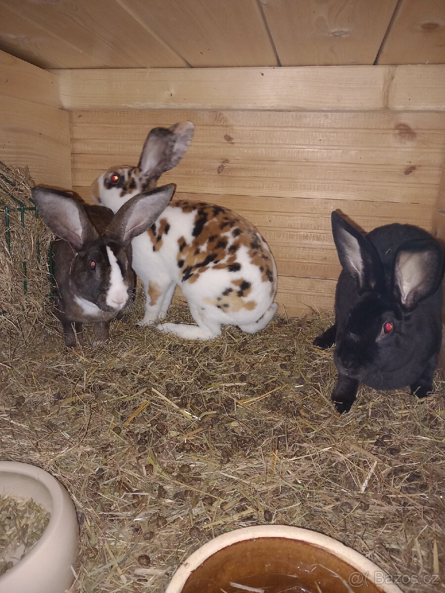 Kralik - Rex, samice,samci - 8