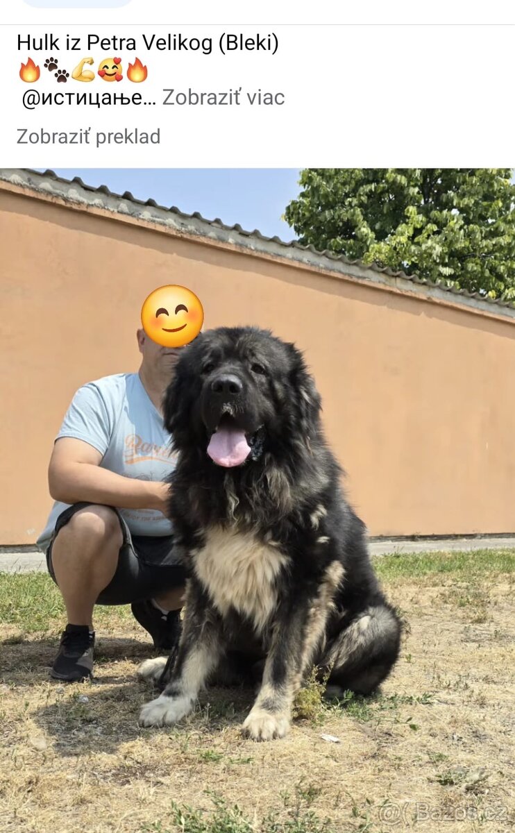 Šteňátko Kaukaz - 8