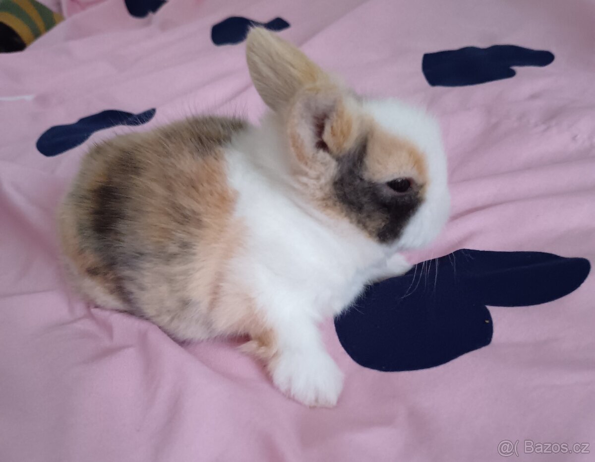 Zakrslý králík - 8