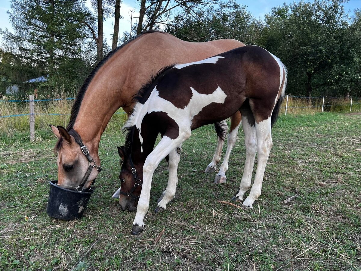 Predám 10 ročného žrebca Paint Horse - 8