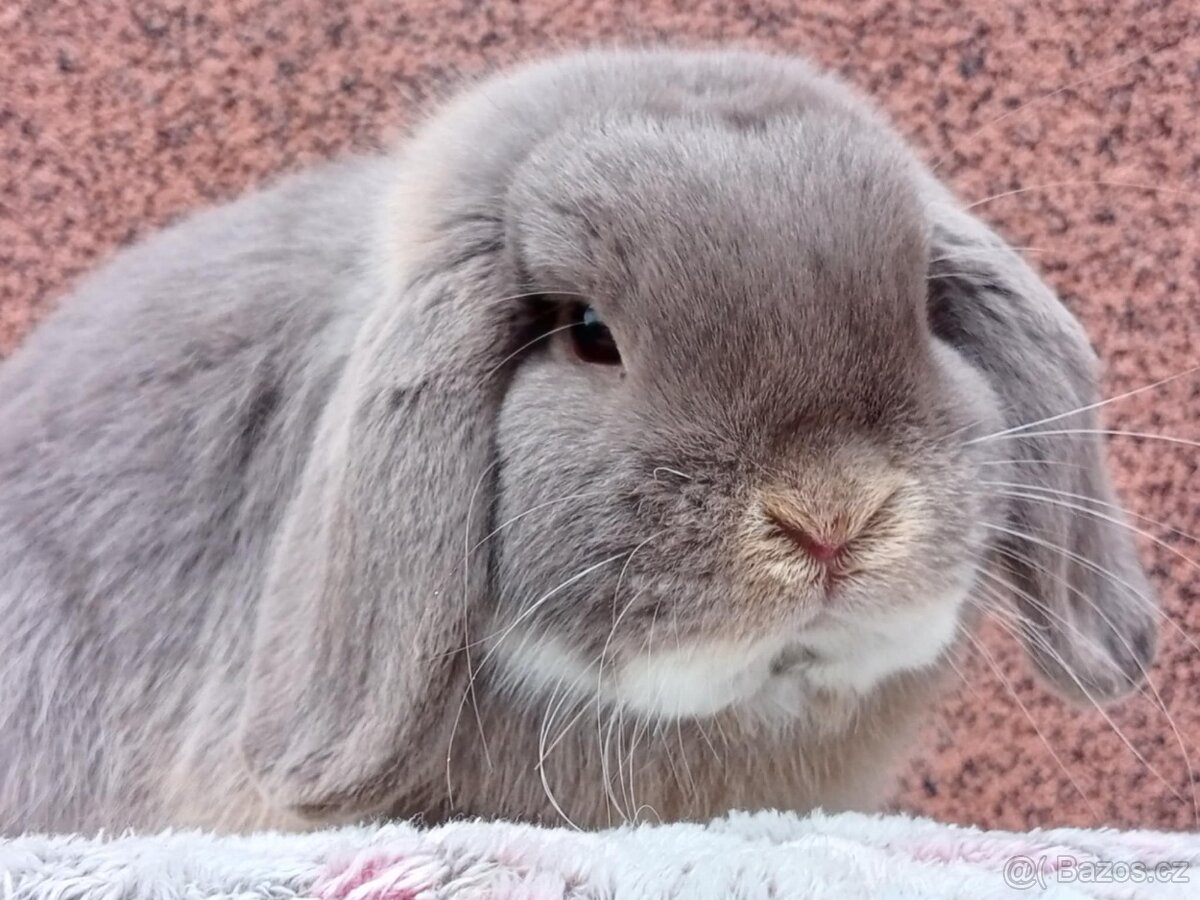 ★ Chovný MiniLop Sameček ★ - 8