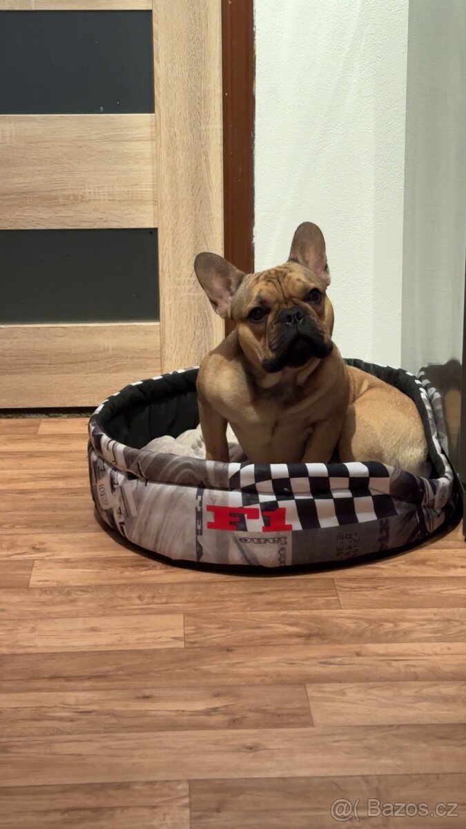 Francouzský buldoček - 8