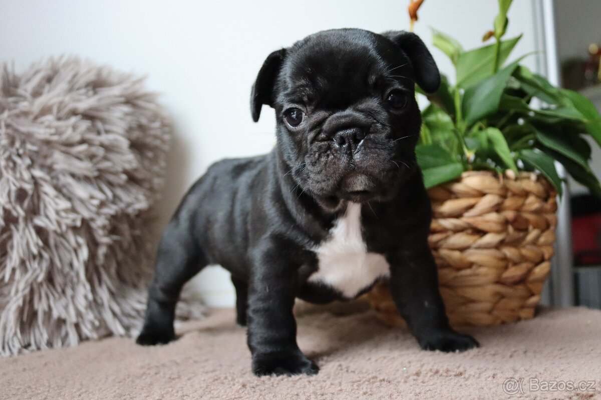 Francouzský buldoček s průkazem původu - 8