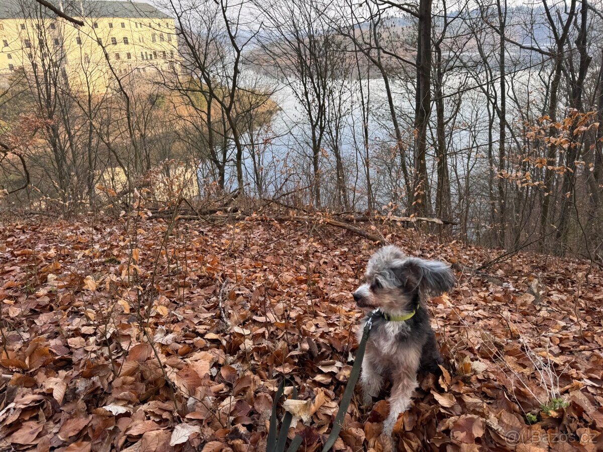 Školka pro psy, hlídání - 8