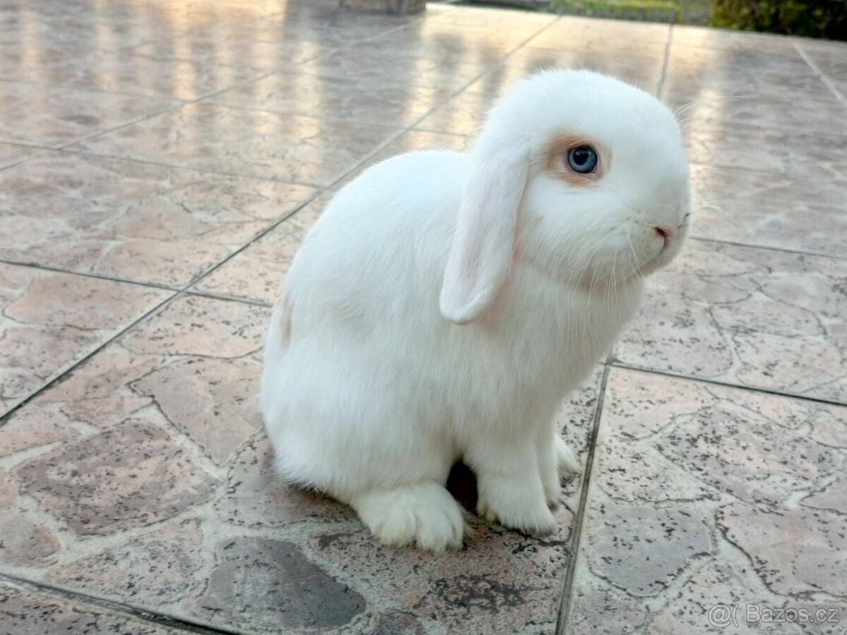 Volná samička - Anglický Zakrslý Beránek MiniLop🍑🧡🤍 - 8