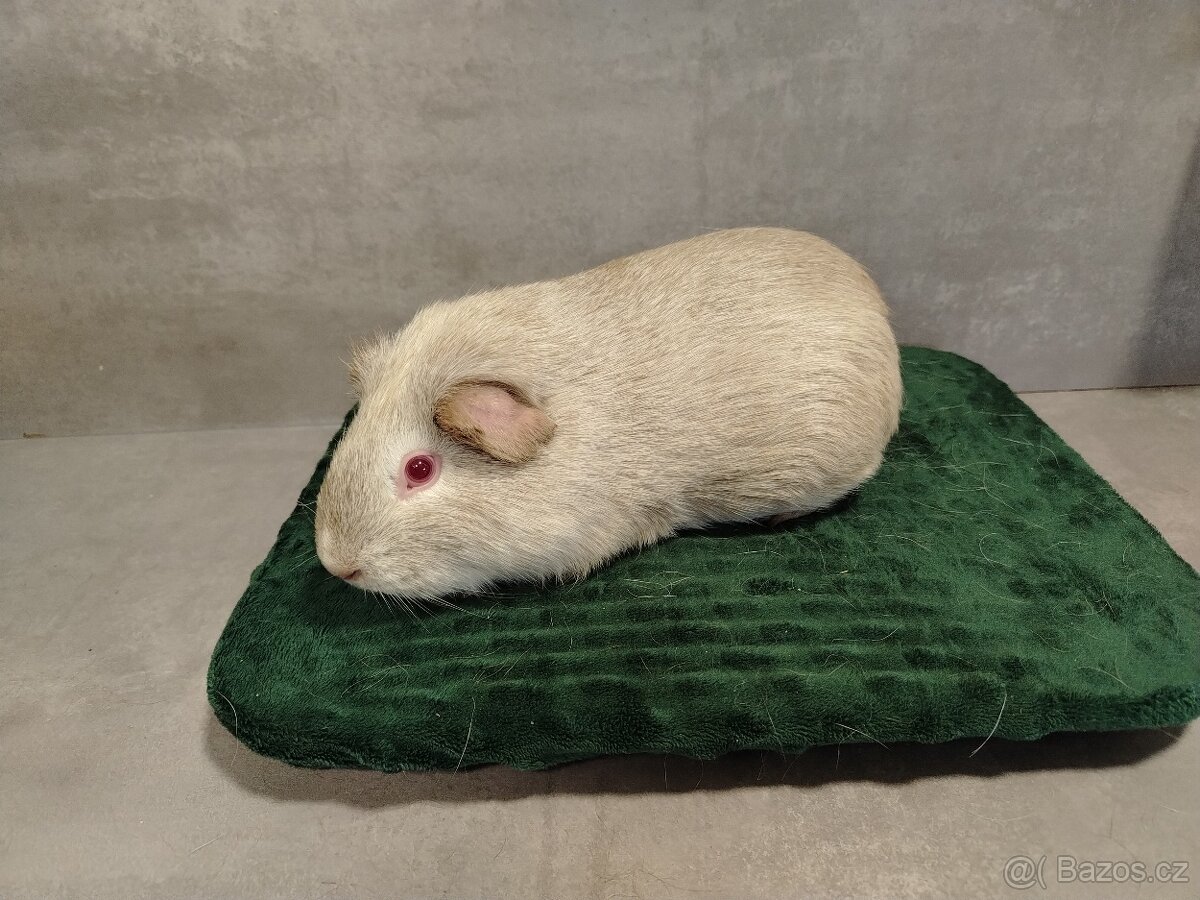 Morče - Baldwin, Cuy, Lunkarya-peruánec - 8