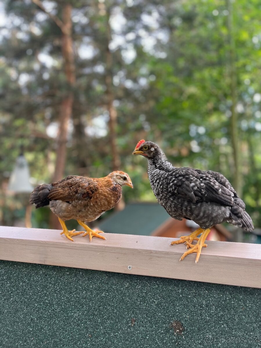 Prodej bio vajec - 8