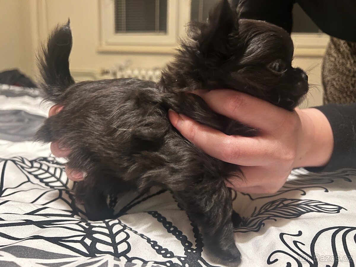 Čivava štěně - 8