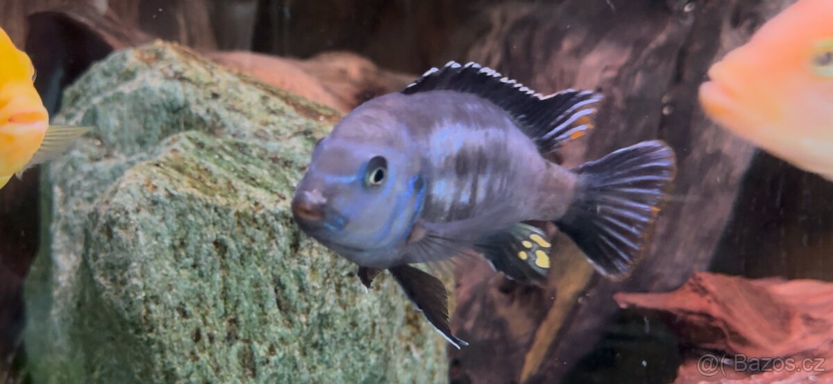 Africké cichlidy, axolotly - 8