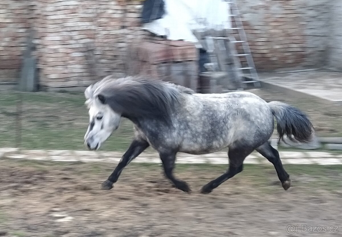 Pony klisna - 8