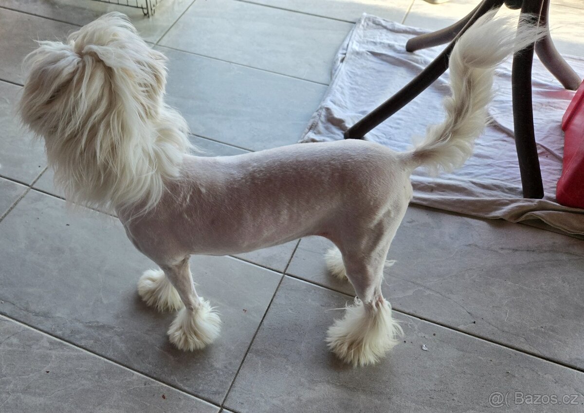 Čínsky chocholatý pes s PP Diego - 8